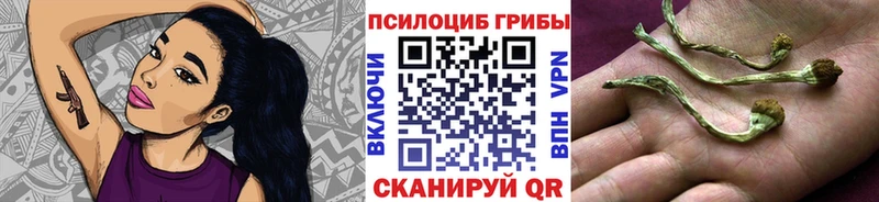 наркота  Калининск  Галлюциногенные грибы Psilocybine cubensis 